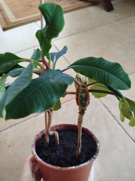 2 spore sadzonki wilczomlecza bialounerwionego