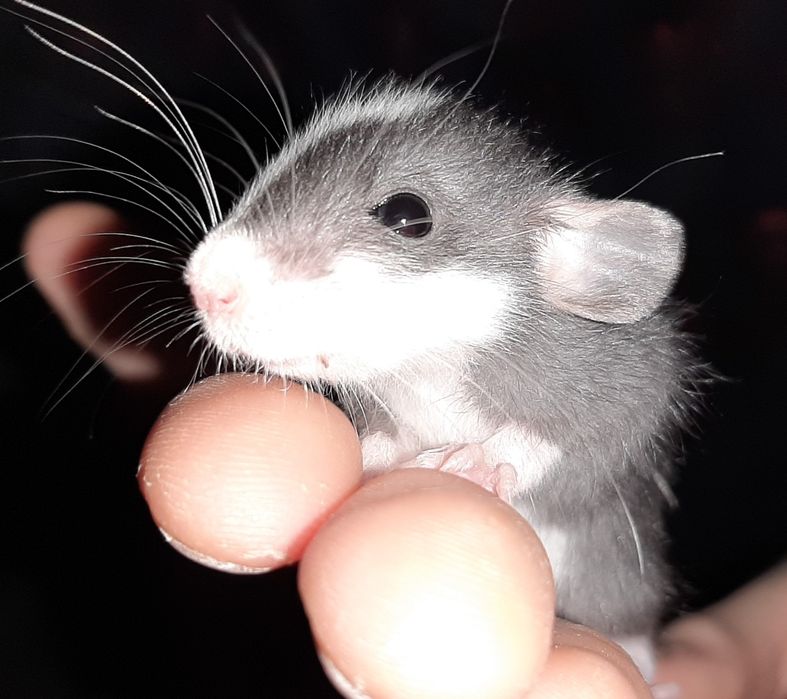 Криса, крыса, Дамбо  хаски Хаскі, дівчатка та хлопці, щур