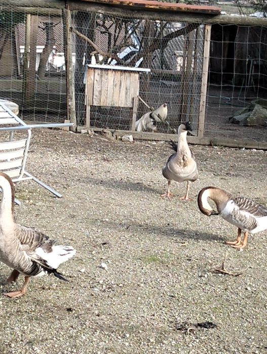 Ganço da Guiné macho