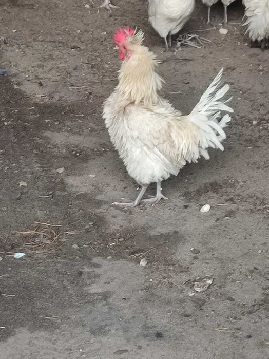 Sprzedam koguty różne