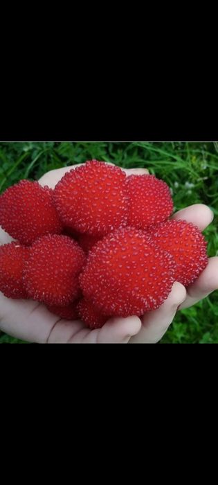 Малина тибетська