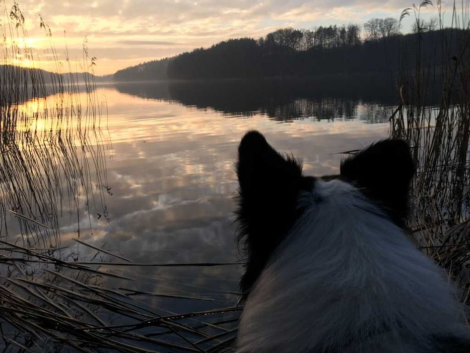 Ogrodzony domek na wakacje z psem na odludziu.