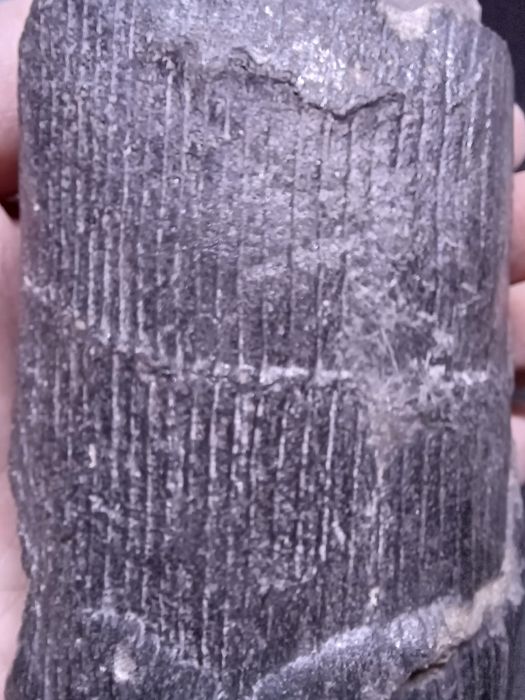 Piekny Calamites. Kop Sosnowiec