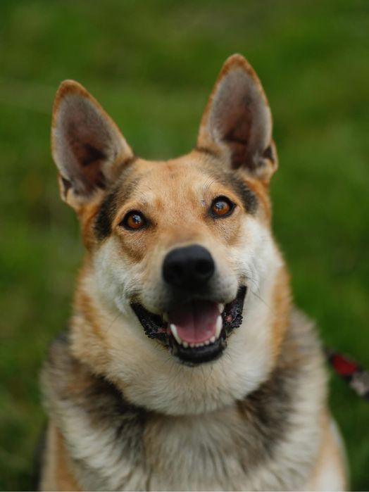 Abel – duży, energiczny pies do domu | pilnie DT lub adopcja