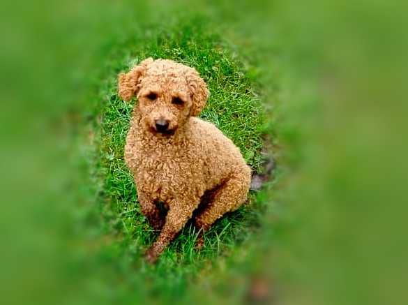 Śliczny  pudel toy piesek.