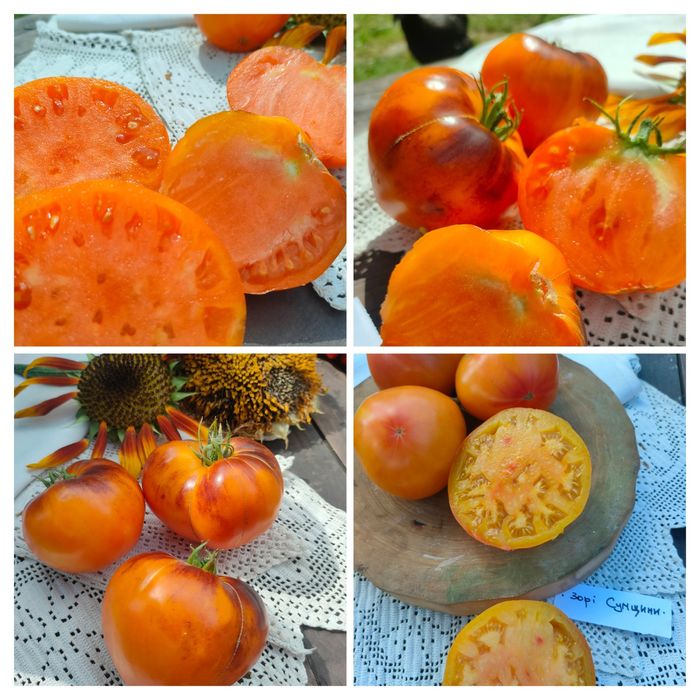 "Моя Україна" набір насіння колекційних томатів