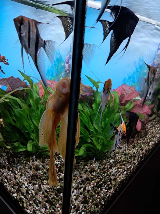 Skalary11 szt.duze i zdrowe.