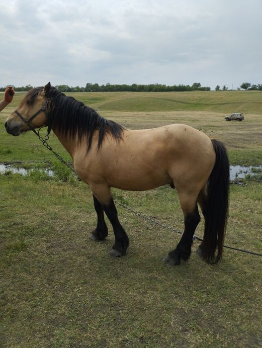 Продам молодого жеребця