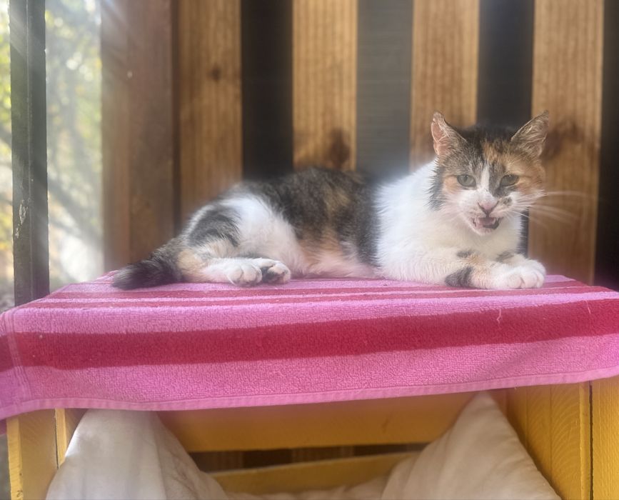 Królowa Gaja czeka na kochajacy dom