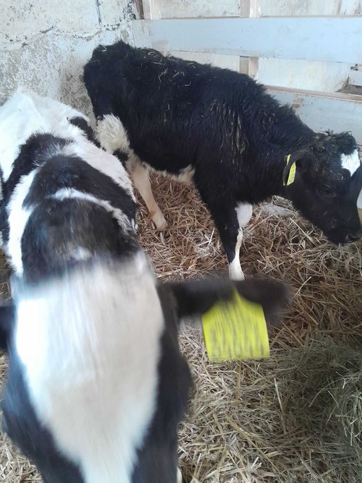 Byczki cielaki sprzedam