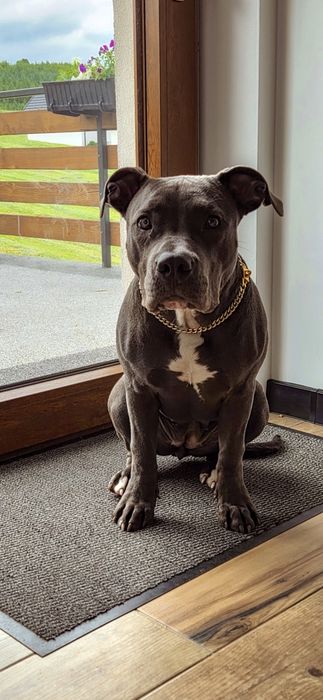Amstaff z rodowodem