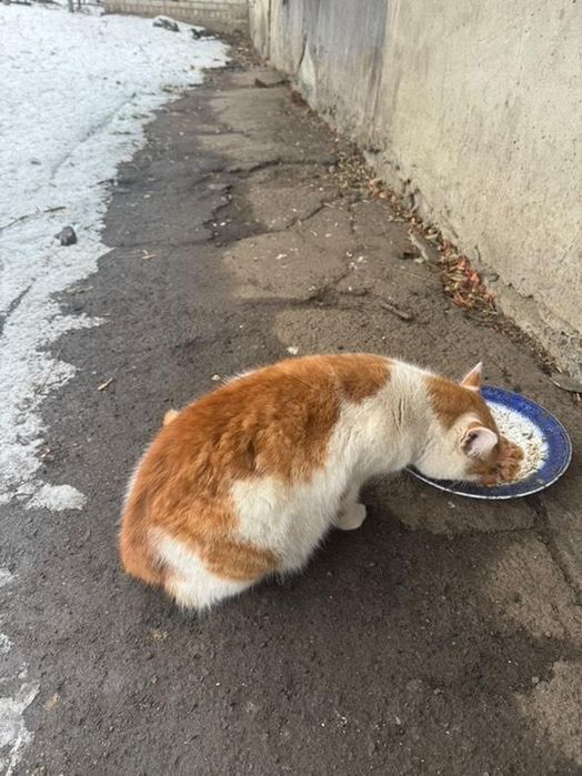 Отдам рыже-белого котенка, 6 месяцев,  мальчик