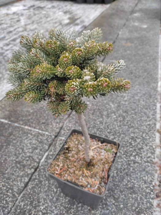 Krzewy szczepione na pniu rośliny ozdobne szkółka