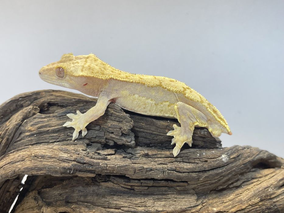 Gekon orzęsiony, gekony orzęsione