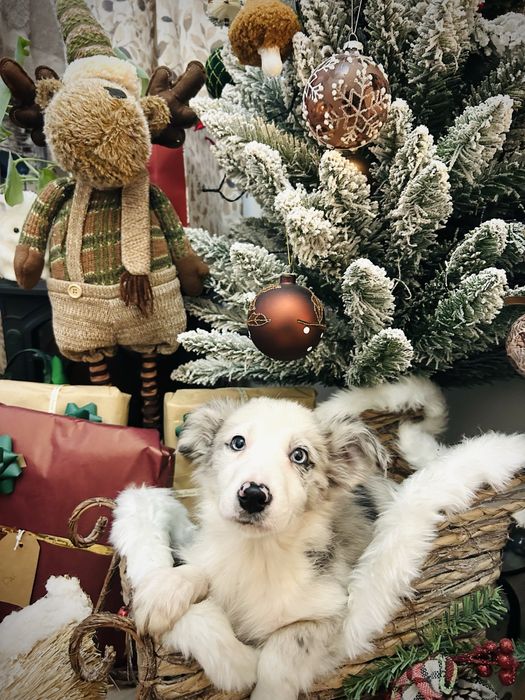 Excelente Menina border collie blue merle olhos azuis