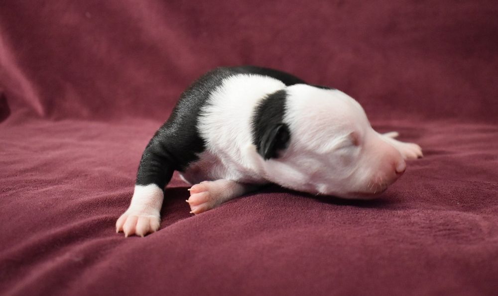 Chart angielski whippet suczka ZKwP FCI