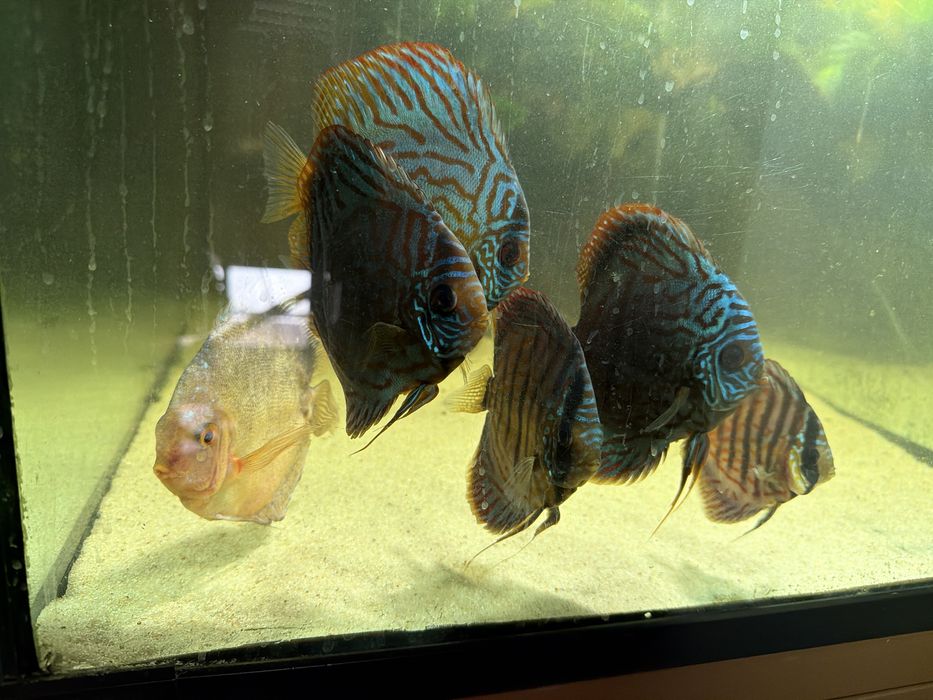Discus blue Turquoise