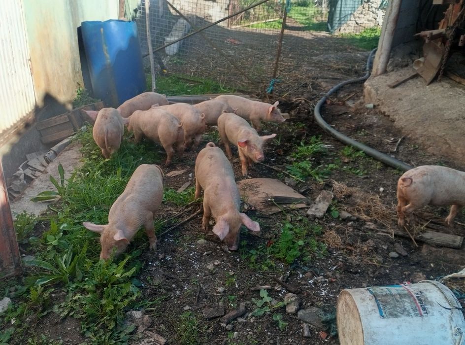 Leitões com 3 meses