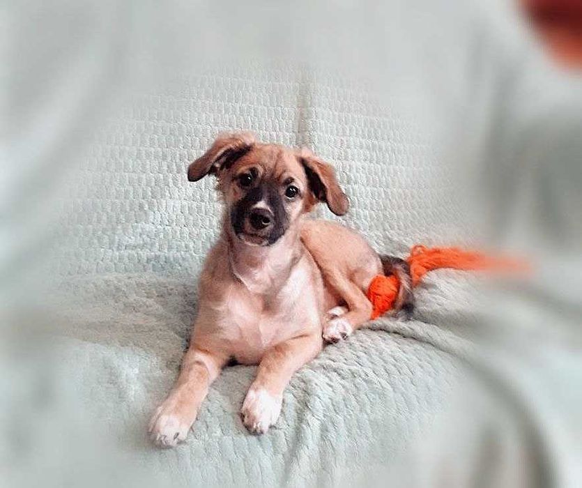 Срочно ищем любящих и ответственных хозяев!