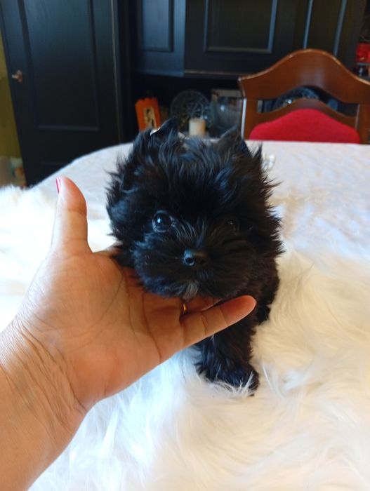 Mini Black  Yorkshire terrier, nie biewer. Okazja.