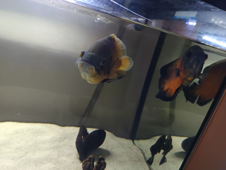 Casal Oscares 29/30cm (troca)