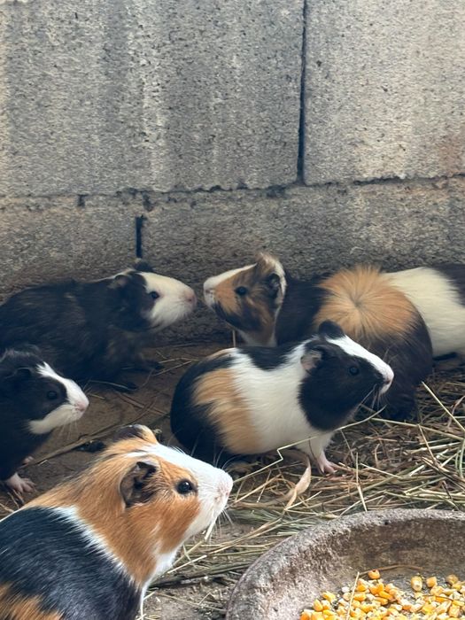 animais para companhia