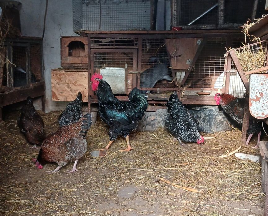 Кури лівенські ситцеві. Курчата .Інкубаційні яйця .