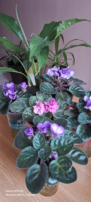 Обмен, цветущие фиалки.