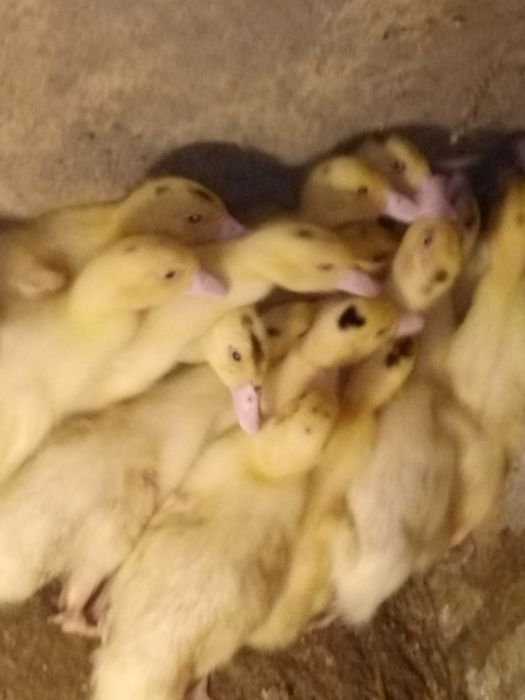 Kaczki pekin.....