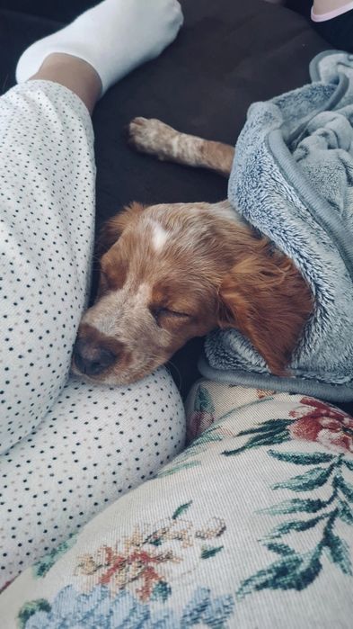 Pet sitting & Dog walking em Santarém