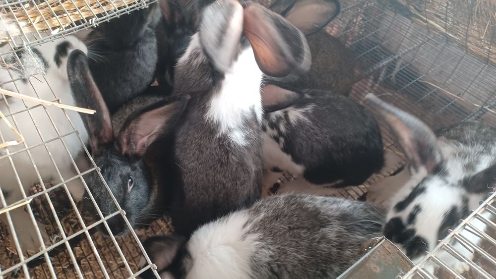 Coelhos caseiros