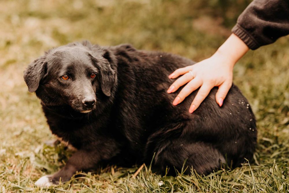 Młodziutka Mila bardzo skrzywdzona przez człowieka szuka domu...