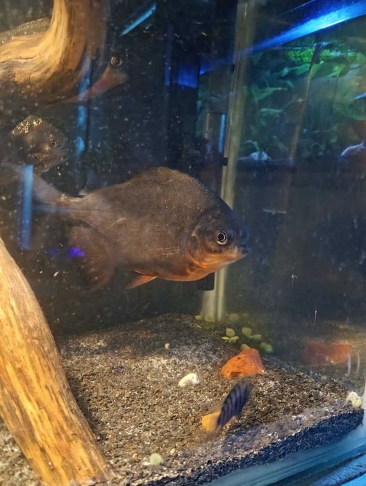 Piranie pacu/natterera