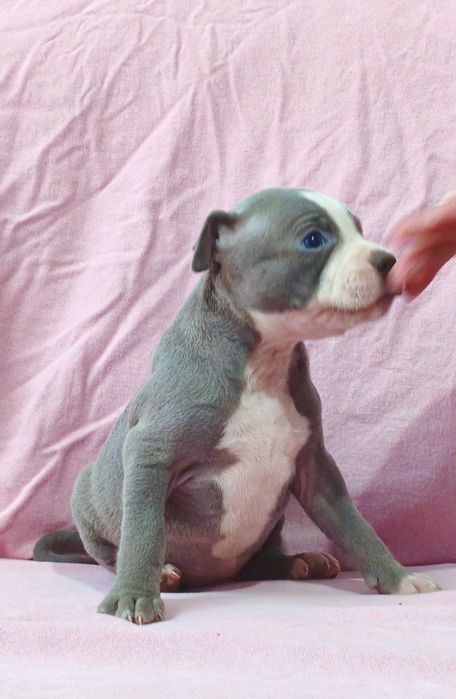 Fêmea American pitbull blue nose
