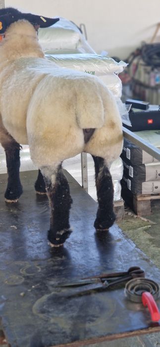 Passeios de cães com responsabilida e amor