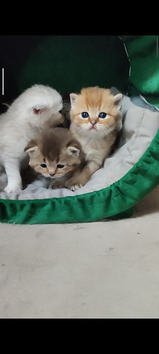 Британські кошенята