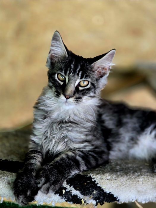Maine Coon kocieta