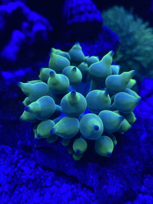 Ukwaiał Cribrinopsis crassa green fluo akwarium morskie