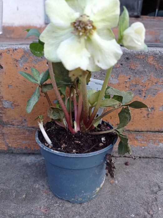 Цветущий морозник.