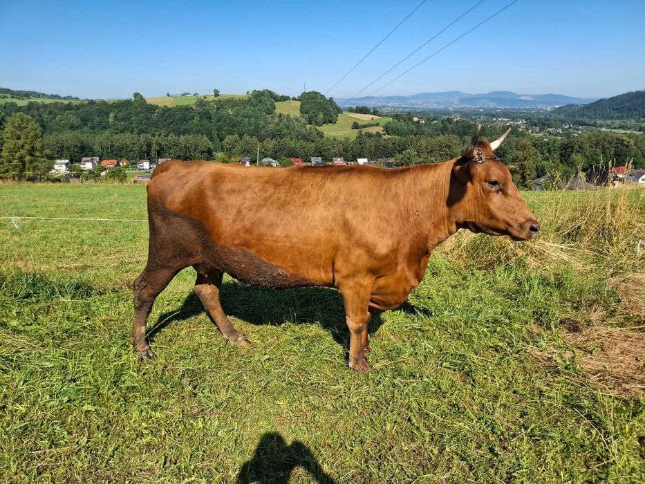 Krowa cielna lm młoda