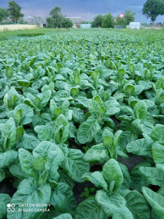 Продам насіння махорки.