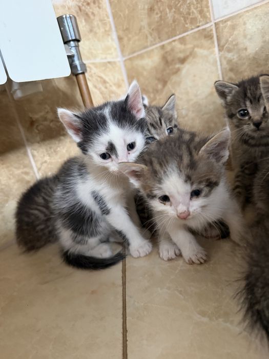 11 kociaków szuka kochających domków