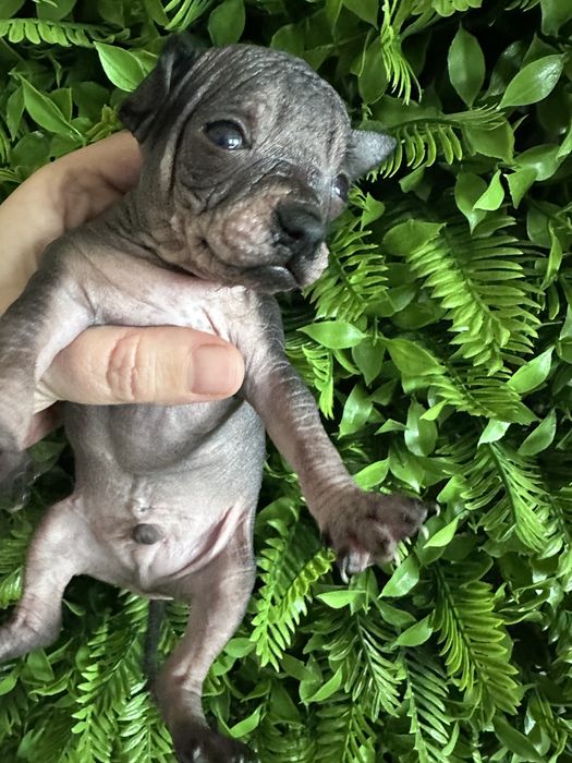 Ксоло мини  , мексиканская голая собака  мини. Ксолоитцкуинтли .