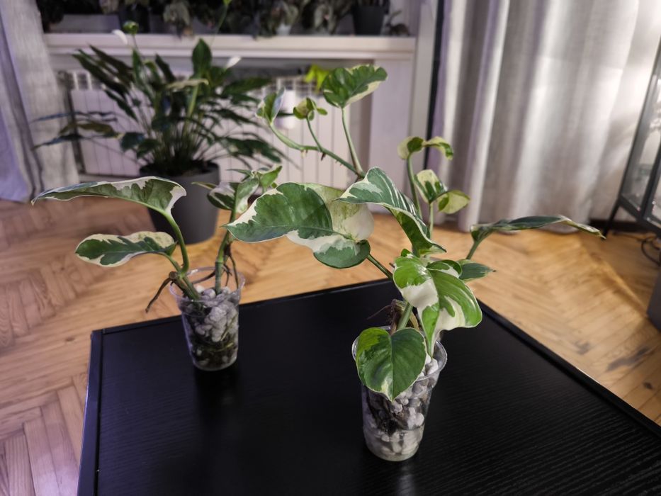 Epipremnum mutation