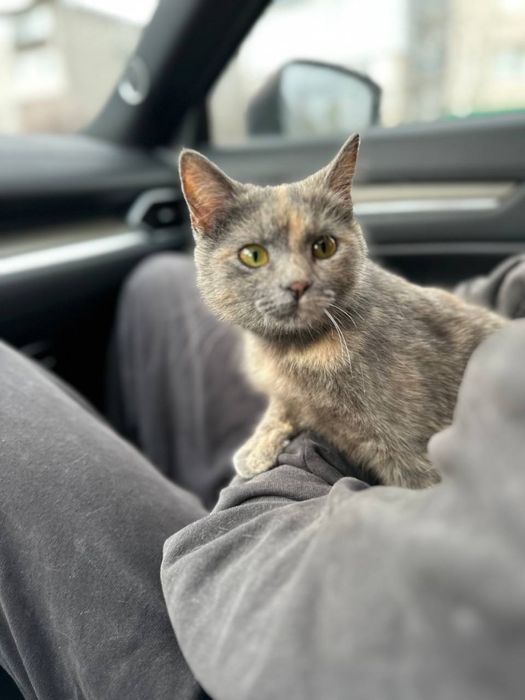 Кошеня безкоштовно дівчинка