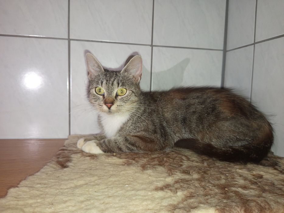 Billie czeka na domek