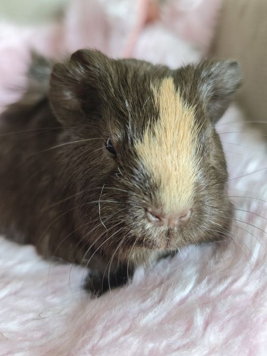 Świnka morska samiec