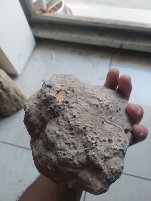 Fóssil esponja Jurássico