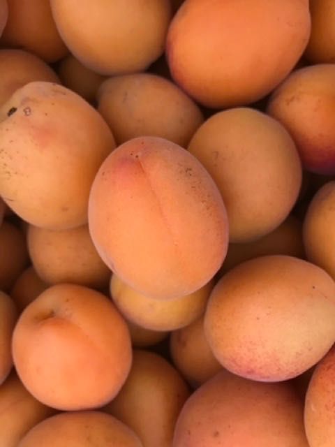 Morela odmiany drzewka sadzonki