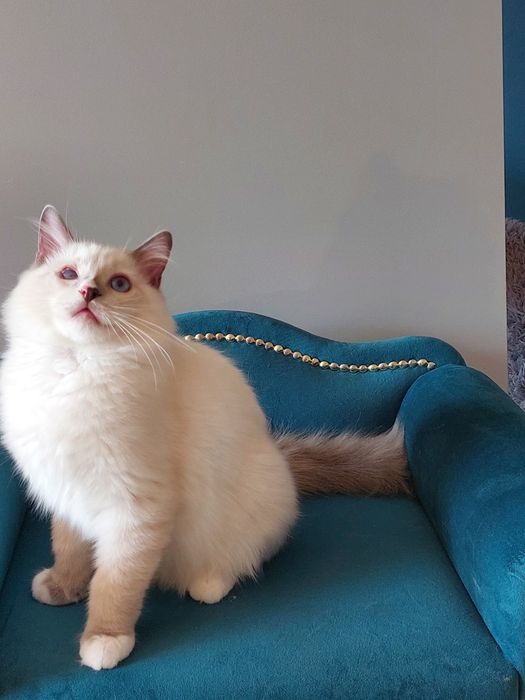 Filemon Ragdoll FPL/FIFE